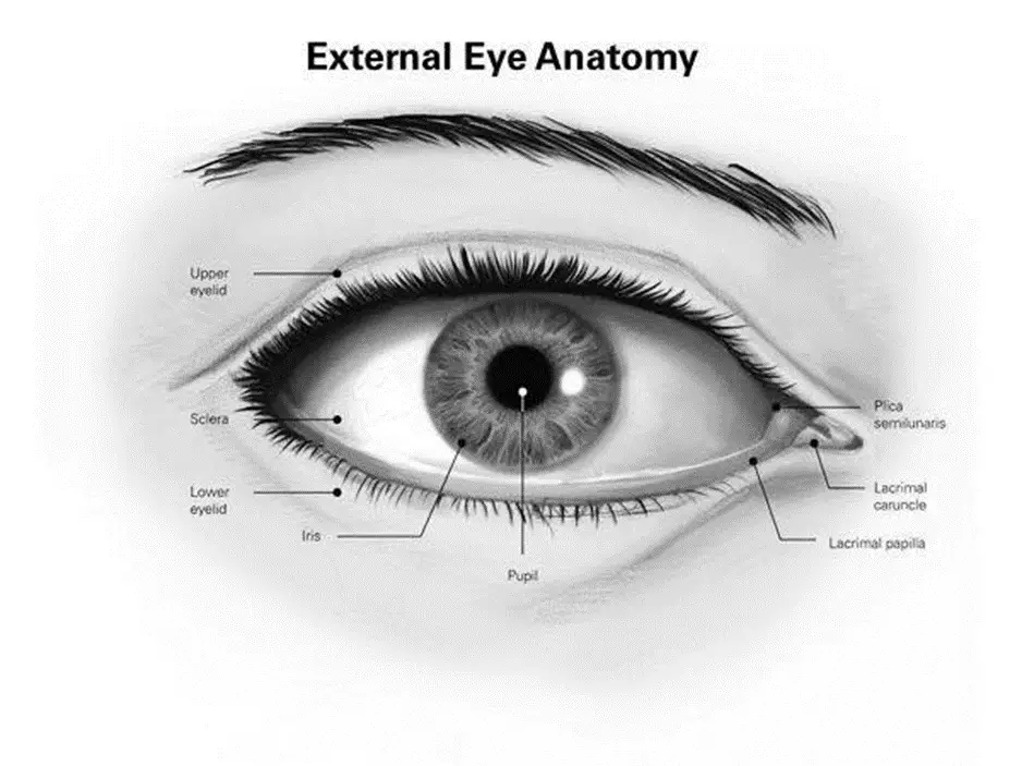 External Eye Anatomy