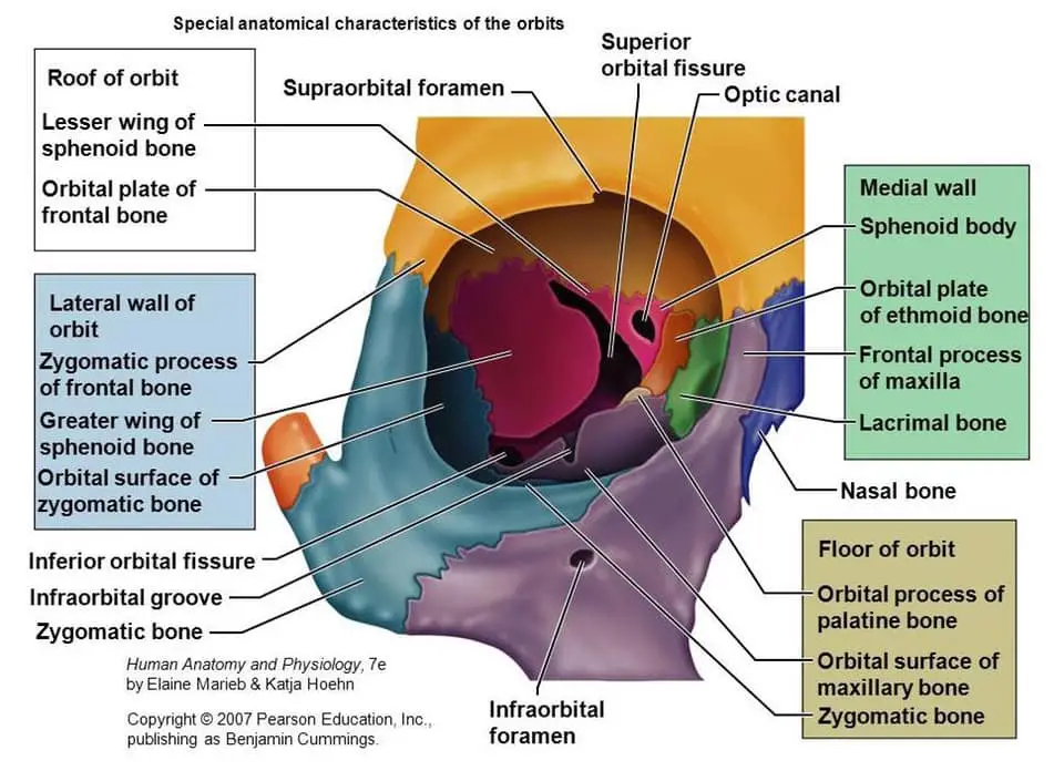 orbital anatomy