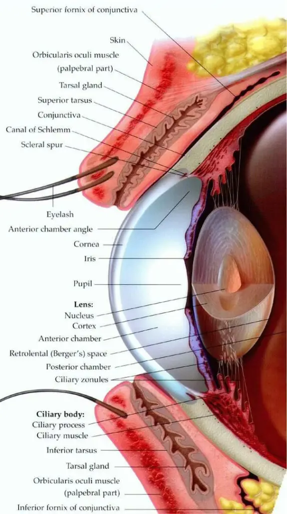 External Eye Anatomy