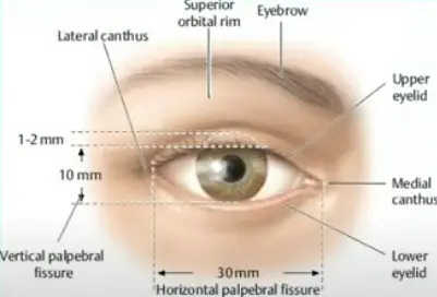 Diagram of Gross anatomy of eyelid 3 Gross anatomy of the eyelid