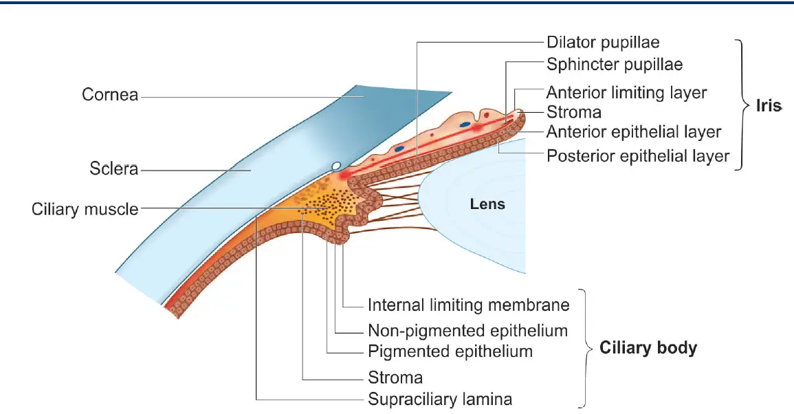Illustration of iris and ciliary body