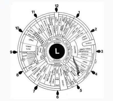 Iridology and  Irodologist 