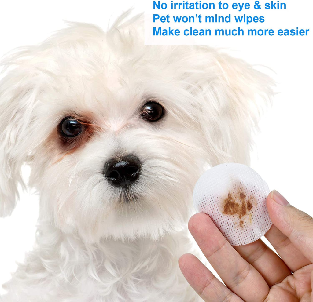 Eye allergies in dogs, can dogs get styes ? 4 image 15