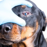 Eye allergies in dogs, can dogs get styes ? 11 wyw allergy in dogs