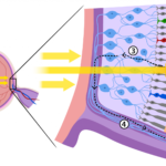 Rods and cones in the retina may still retain visual function despite eyesight loss 11 rods and cones