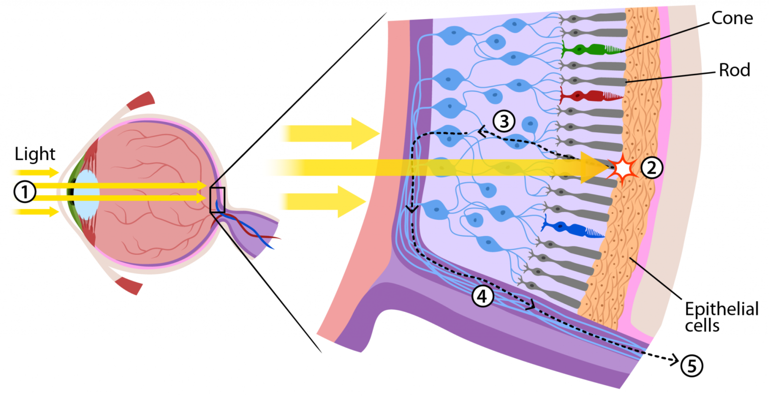 Rods and cones in the retina may still retain visual function despite
