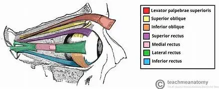 15 MCQ on extra ocular muscles