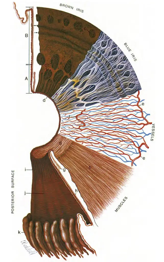 Surfaces and layers of the iris