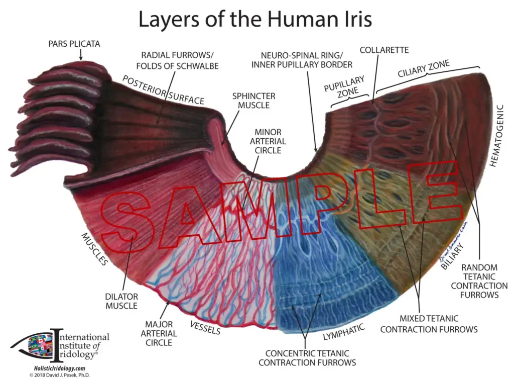 Surfaces and layers of the iris