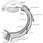 Vascular Supply to the eye Diagram 9 Vascular Supply to the eye Diagram