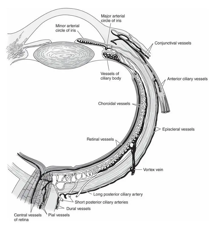 Vascular Supply to the eye Diagram