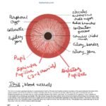 Iris blood vessel and involuntary muscles 12 e2067e33 c34b 403f b497 e238b82f0b44 9759 0000046447ec4c98 file