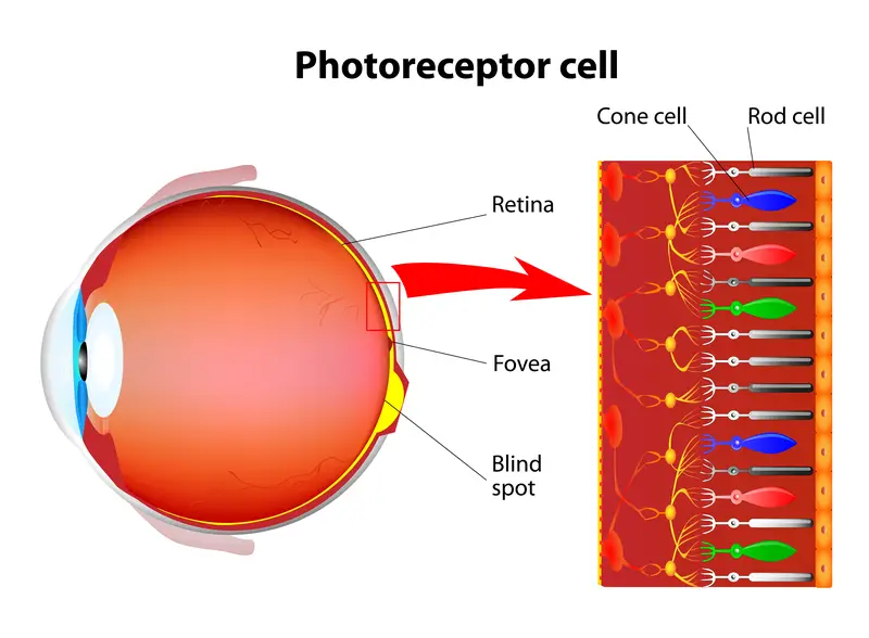 Study Suggests High Frequency Electrical Noise Results in Congenital Night Blindness