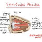 extra ocular muscles