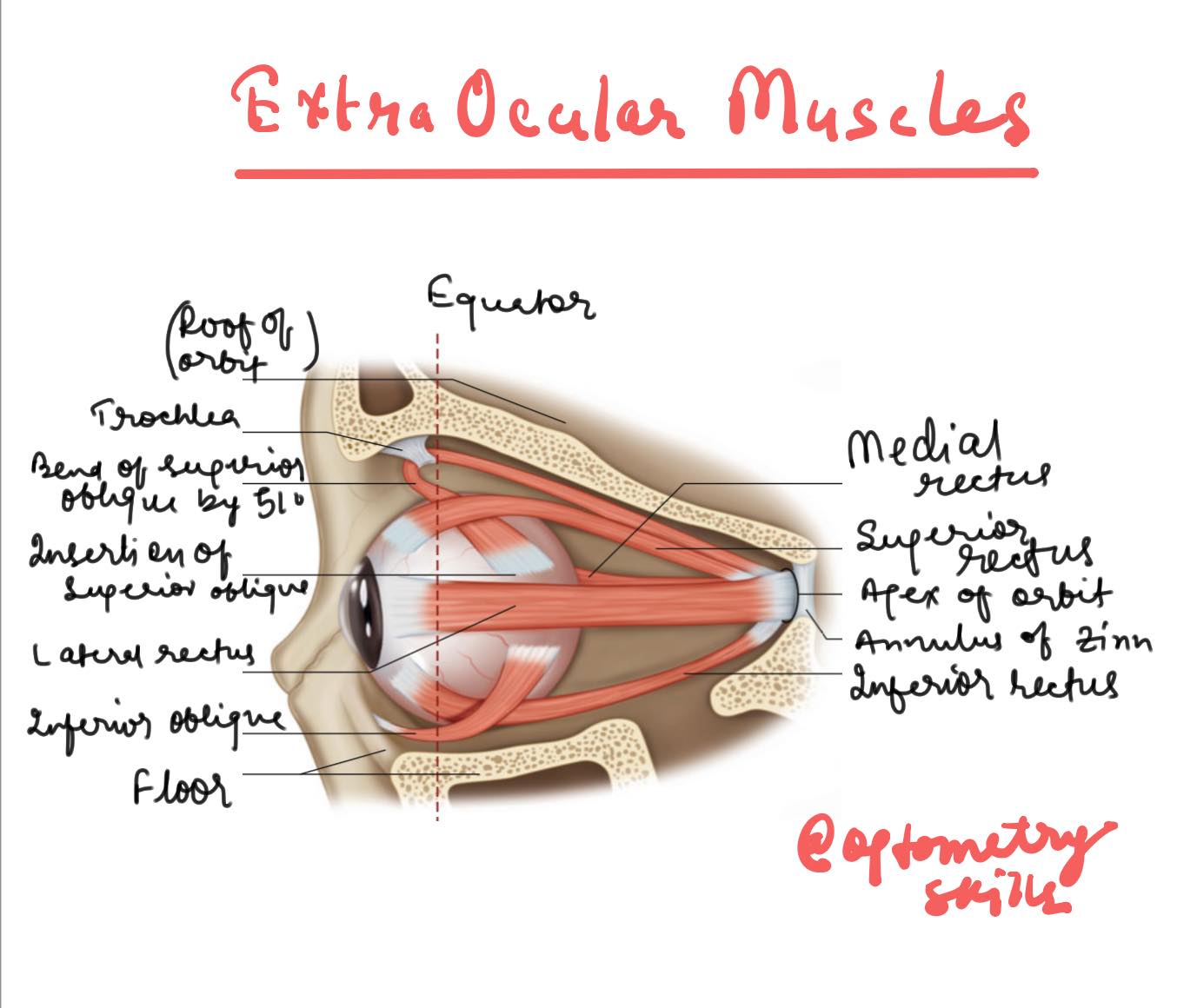 extra ocular muscles