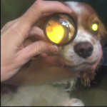 Understanding Canine Retinal Detachment