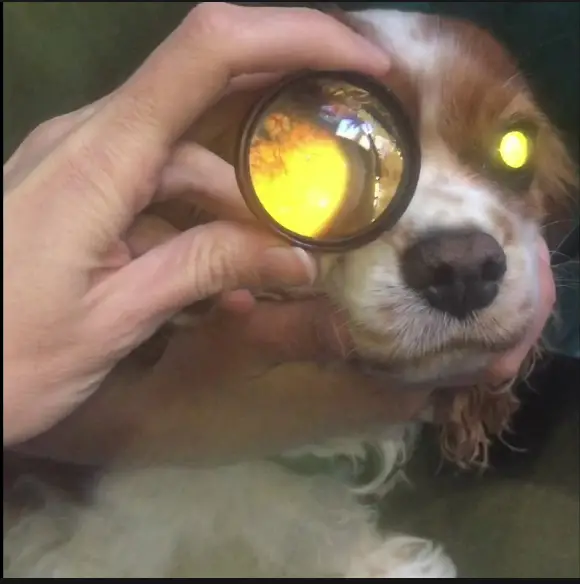 Understanding Canine Retinal Detachment