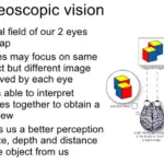 Stereoscopic Vision