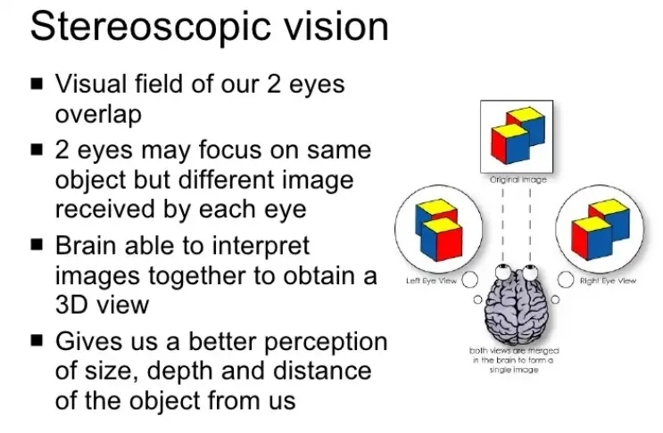 Stereoscopic Vision